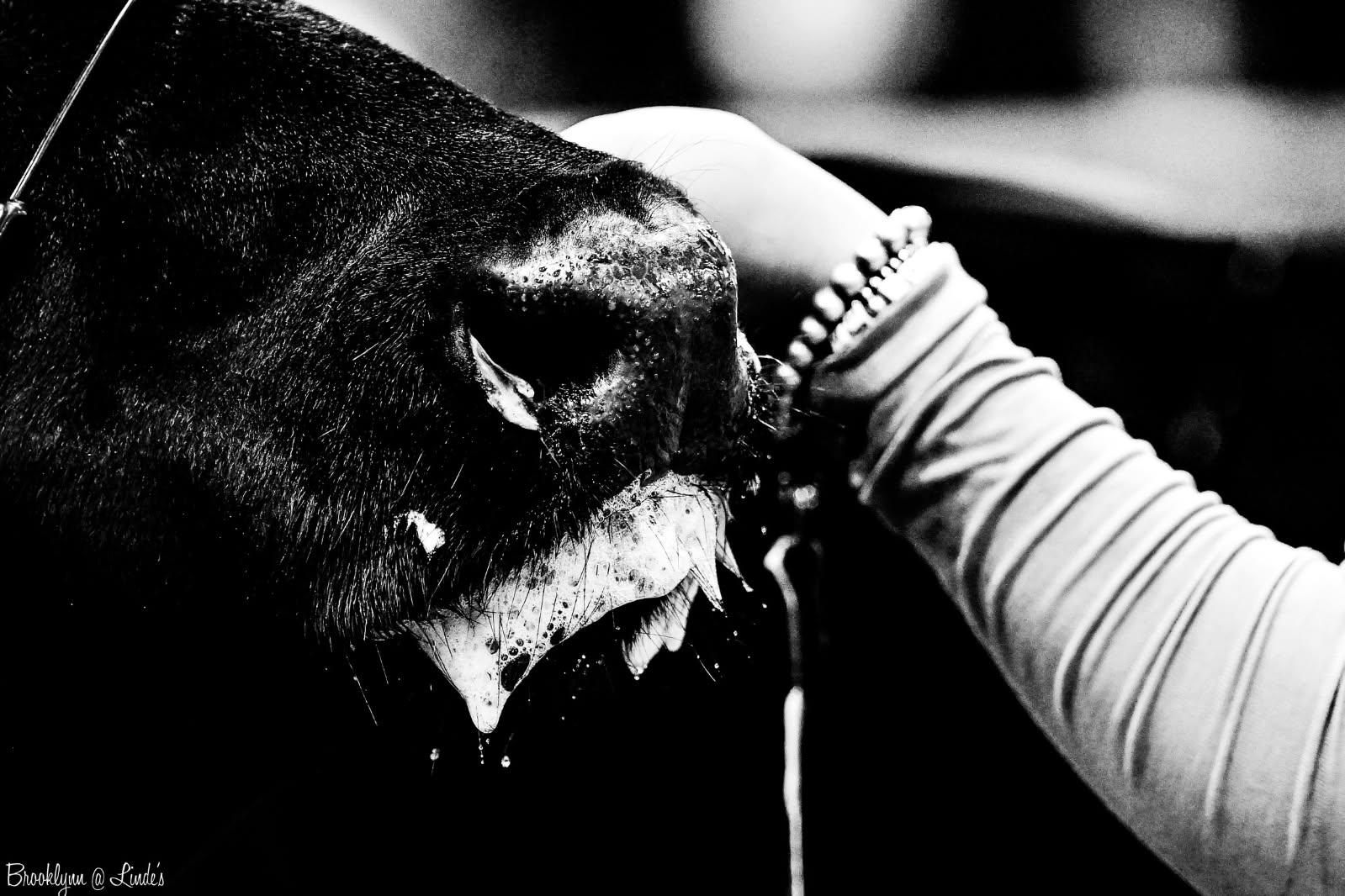 2025 Hoosier Beef Congress